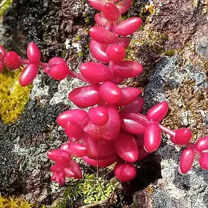 Arcamyrtus , Alghero Italy